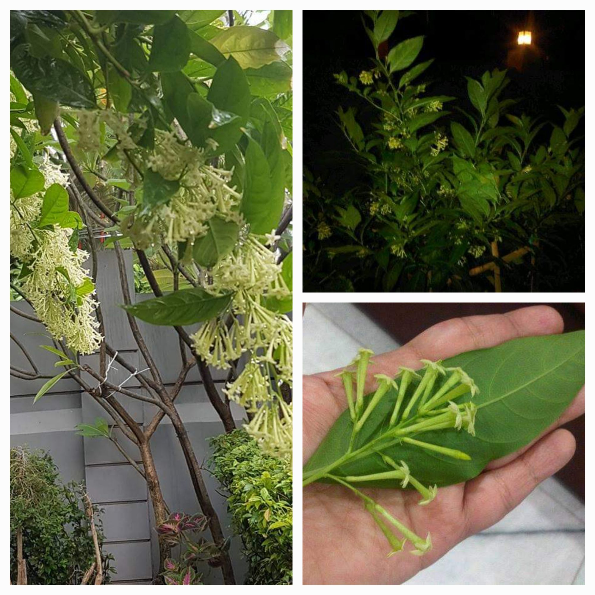 The love of gardening